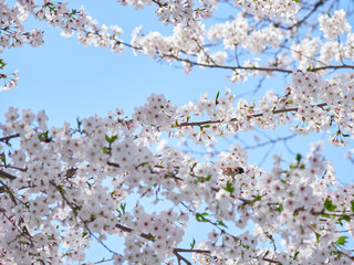 春の満開の桜の花と可愛い雀の風景