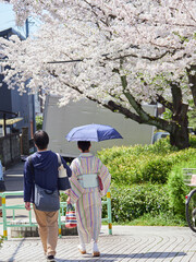 春の桜満開の住宅地で歩く着物姿の夫婦の様子