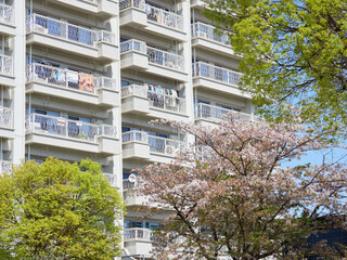 高層マンションと敷地内の満開の桜と新緑の風景