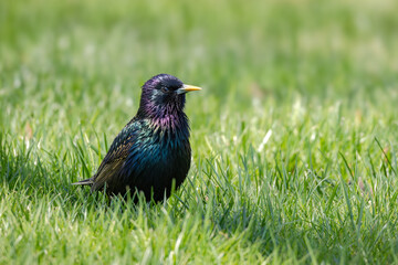 Breeding adult European Starling in grass against a blurred background. Native to Europe, introduced into NY Central Park in the late 1890s, European Starling is one of North America most common birds - 786739266