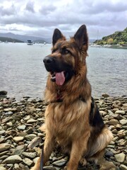 german shepherd on the beach
