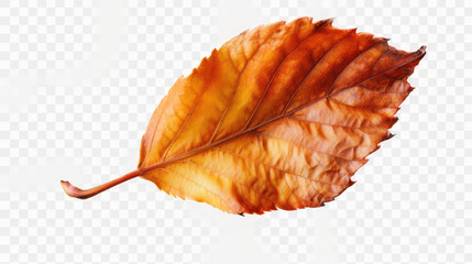 Single Fall Leaf PNG, 8K Autumn Flair