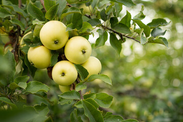Beautiful apples on a tree, space for text on the right