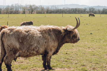 Scottish hairy bulls and cows in a paddock and chewing grass.Bighorned hairy red bulls and cows .Highland breed. Farming and cow breeding.Scottish cows in the pasture in the sunshine - 786741692