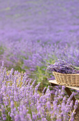 Harvesting season. Lavender bouquets and basket. - 786741885