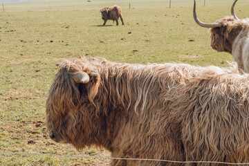 Scottish hairy bulls and cows close-up .Bighorned hairy red bulls and cows .Highland breed. Farming and cow breeding.Scottish cows in the pasture in the sunshine - 786741888
