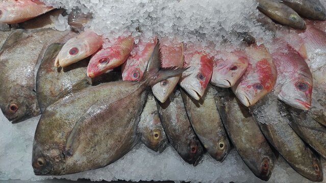 The raw fish in the pile of ice to keep the quality of its meat stay fresh while displayed in supermarket 
