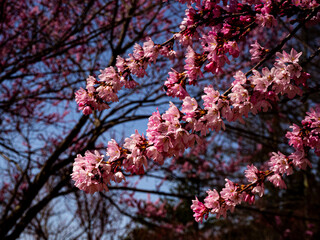お花見　サクラの花　長野県大町公園