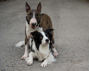 Two dogs are hugging on a walk. Border collie and bull terrier. 