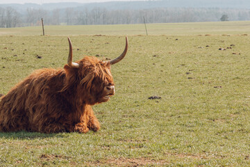 Scottish hairy bulls and cows close-up in a paddock .Bighorned hairy red bulls and cows .Highland...