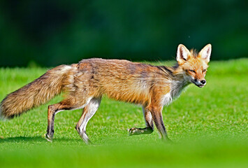 Red Fox Strolling in the Wild