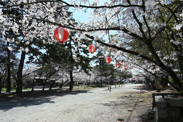 桜並木とちょうちん