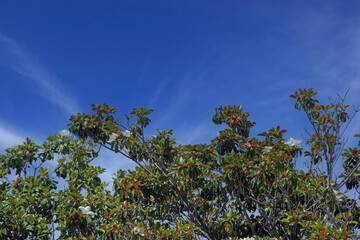 Blue Sky over a Magnolia Tree