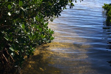 Naklejka premium water lapping in the mangroves