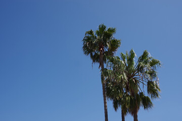 California fan palm trees under blue sky - Powered by Adobe