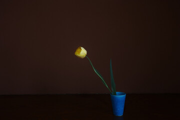 チューリップ_Tulips