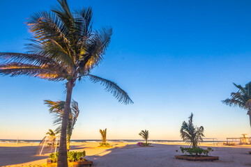 Palm trees and wind on the Miramar beach of Tampico Madero in Tamaulipas 