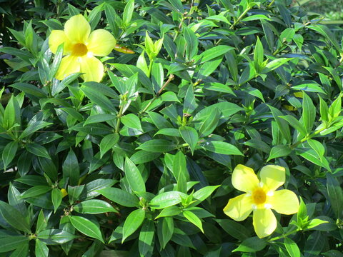 two bright yellow flowers amid dense green foliage