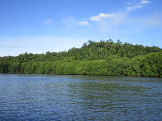 tropical river with dense rain forested bank
