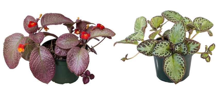 2 Episcia plants  (Gesneriad family) - Temptation and Chocolate soldier cultivars,   isolated on transparent background