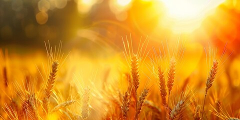 Naklejka premium Golden wheat stalks illuminated by the warm glow of a sunset, conveying a sense of harvest and abundance.