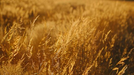 Naklejka premium A wheat field radiates under a golden sunset, symbolizing growth and harvest time.