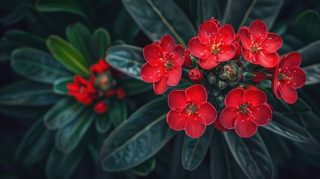 Blooming Red Crown of Thorns Flower in Garden