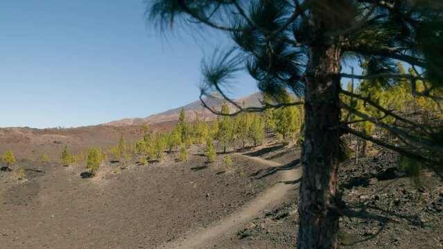 Green pine tree and forest in spring, volcanic landscape with Pico del Teide in Teide Nation park on Tenerife, Canary Islands