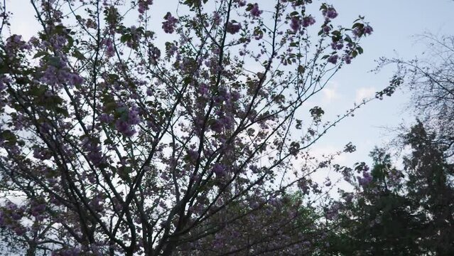 Morning spring in Paris eiffel tower hiding behind cherry blossom tilt up and slow motion