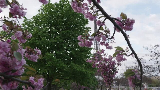 Morning spring in Paris with cherry blossom at eiffel tower with a wide angle lens dolly forward between flowers slow motion