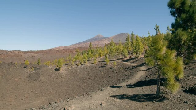 Green pine tree forest in spring, path in volcanic landscape with Pico del Teide in Teide Nation park on Tenerife, Canary Islands