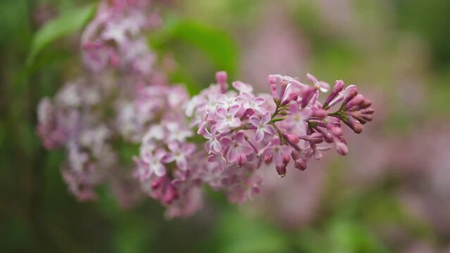 Blooming lilac bush in the bright sun in the garden. High quality FullHD footage