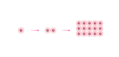 Cell division. Healthy tissue . Medical biological, scientific vector illustration.	
