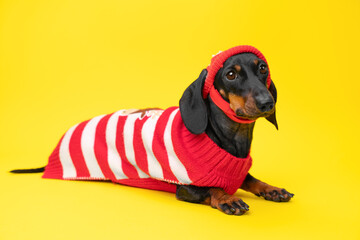 A delightful dachshund clad in a red and white striped warm sweater and matching hat lounges against a sunny yellow background.