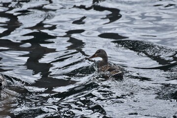Waterfowl at the waste water