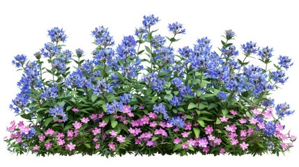 Campanula. Cut out blue and pink flowers. Flower bed isolated on white background. Bush for garden design or landscaping. - obrazy, fototapety, plakaty
