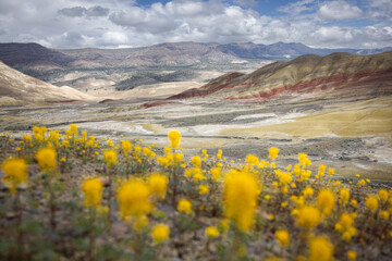 Beautiful and colorful landscape of the Painted Hills in Eastern Oregon, near John Day. - 786750656