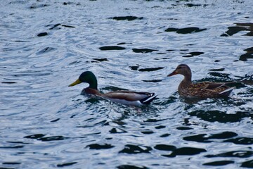Waterfowl at the waste water
