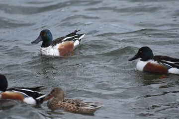 Waterfowl at the waste water