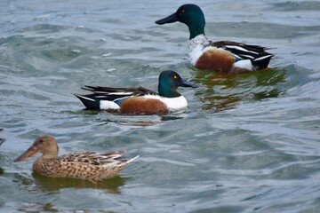 Waterfowl at the waste water