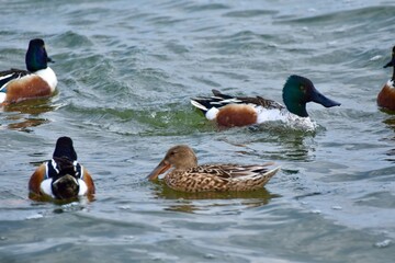 Waterfowl at the waste water
