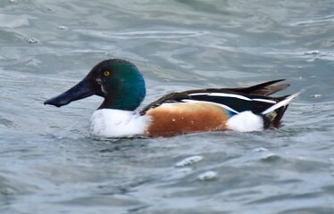 Waterfowl at the waste water