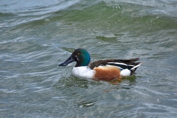 Fototapeta premium Waterfowl at the waste water