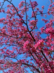 Pink flowers blooming on tree in spring with clear blue sky background - 786751053