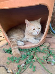 A light-colored cat lounges in a clay pot house.