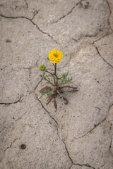A small yellow flower is growing in the dirt. The dirt is cracked and dry, and the flower is the only sign of life in the area