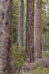 Beautiful ponderosa pine forest with its textured puzzle like bark in the Southern Oregon Cascades. - obrazy, fototapety, plakaty