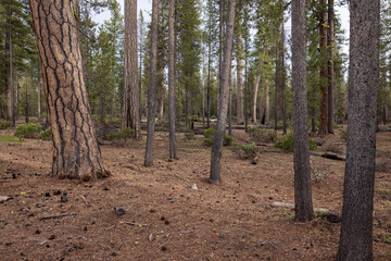 Beautiful ponderosa pine forest with its textured puzzle like bark in the Southern Oregon Cascades. - 786752289