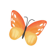 Orange butterfly watercolor painting  On white background 