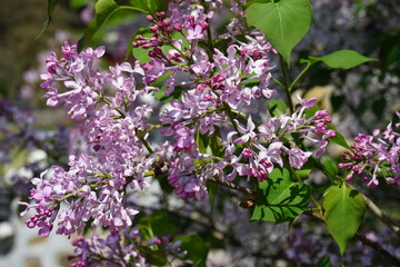 lilac flowers on a branch